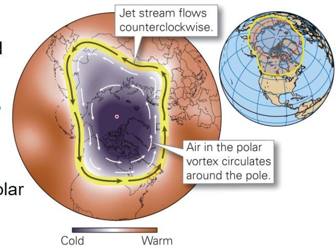 <ul><li><p>counterclockwise flow of polar air</p></li><li><p>circulates around the North Pole</p></li></ul>