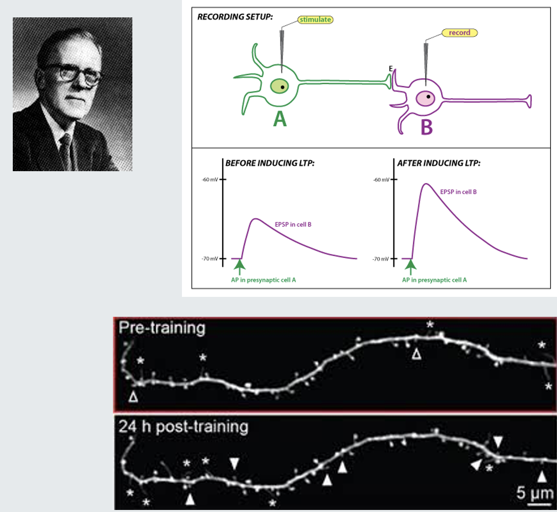 <ul><li><p><strong>Hebb’s Postulate:</strong></p><ul><li><p>"Cells that fire together, wire together."</p></li></ul></li><li><p><strong>Summation and Depolarisation:</strong></p><ul><li><p>Lots of summation leads to lots of depolarisation.</p></li><li><p>This activates NMDA receptors and allows calcium entry.</p></li></ul></li><li><p><strong>Calcium's Role:</strong></p><ul><li><p>Calcium triggers processes that strengthen synapses.</p></li><li><p>This makes it easier for these synapses to make the post-synaptic neuron fire an action potential in the future.</p></li></ul></li><li><p><strong>Experience and Synaptic Strength:</strong></p><ul><li><p>The strength of some synapses changes with experience.</p></li></ul></li><li><p><strong>Synaptic Weakening:</strong></p><ul><li><p>Connections between cells that don’t fire together become weaker.</p></li></ul></li></ul><p></p>