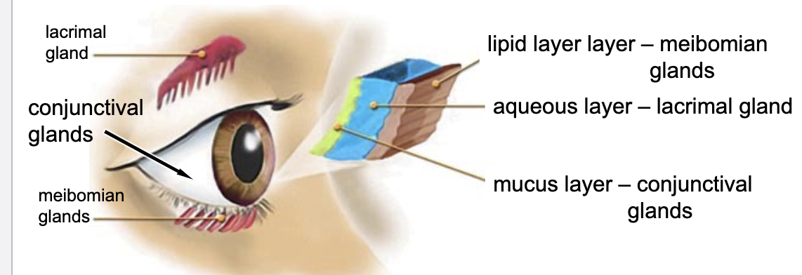 <p>conjunctival glands</p>