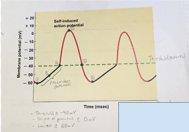 <p>label the steps of contraction for an autorhythmic cell</p>