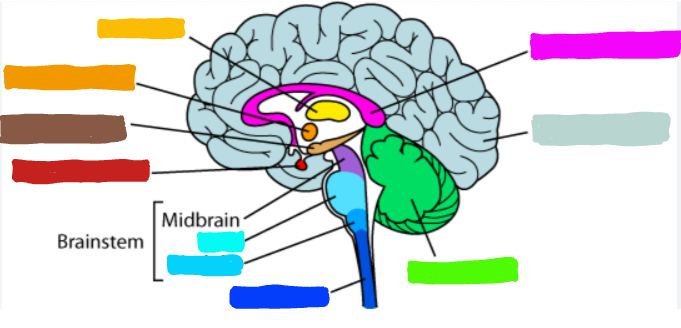 <p>What is the part of the&nbsp;brain in <span style="color: yellow;">yellow</span>?</p>