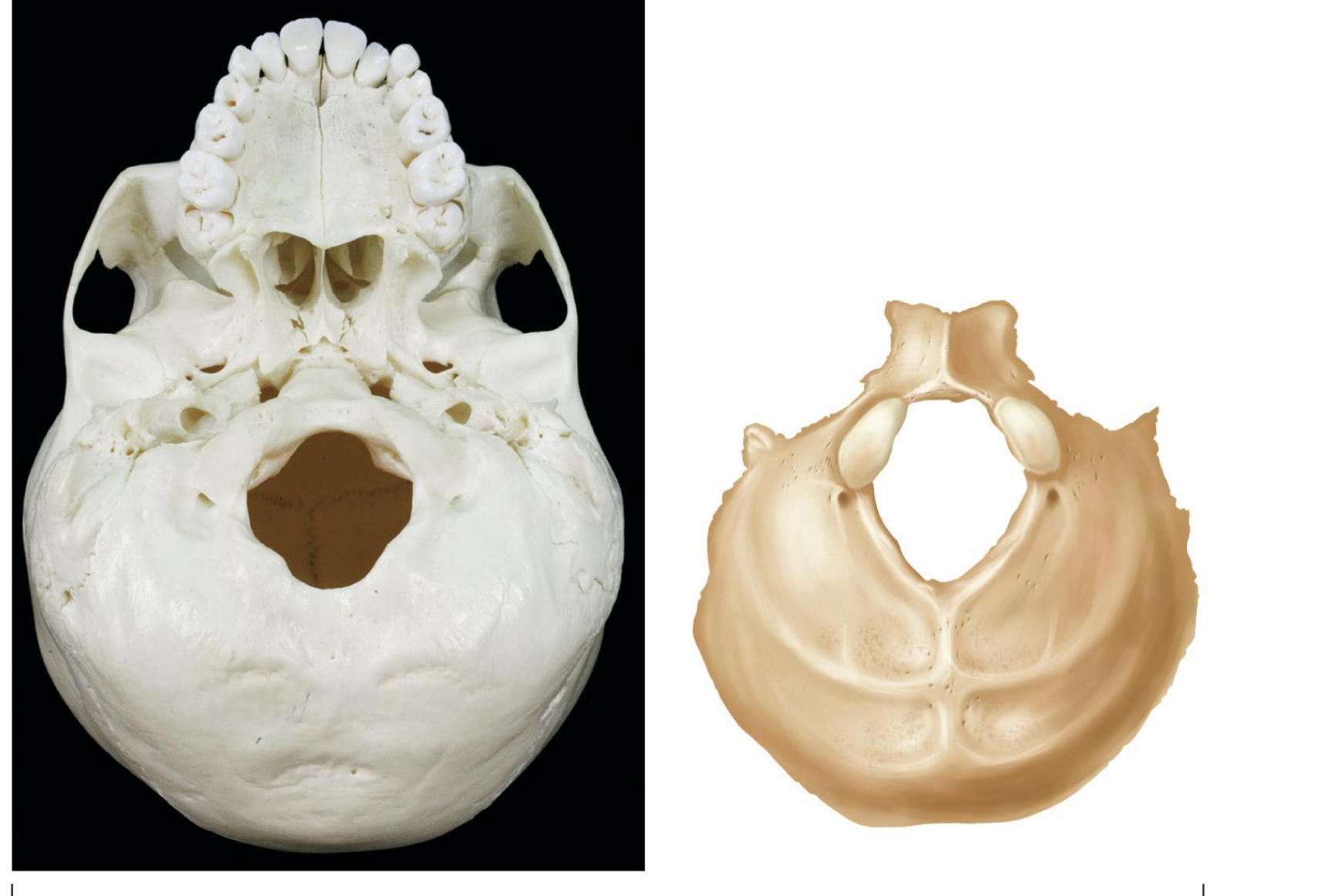 <p>what bone shape is this representing</p>