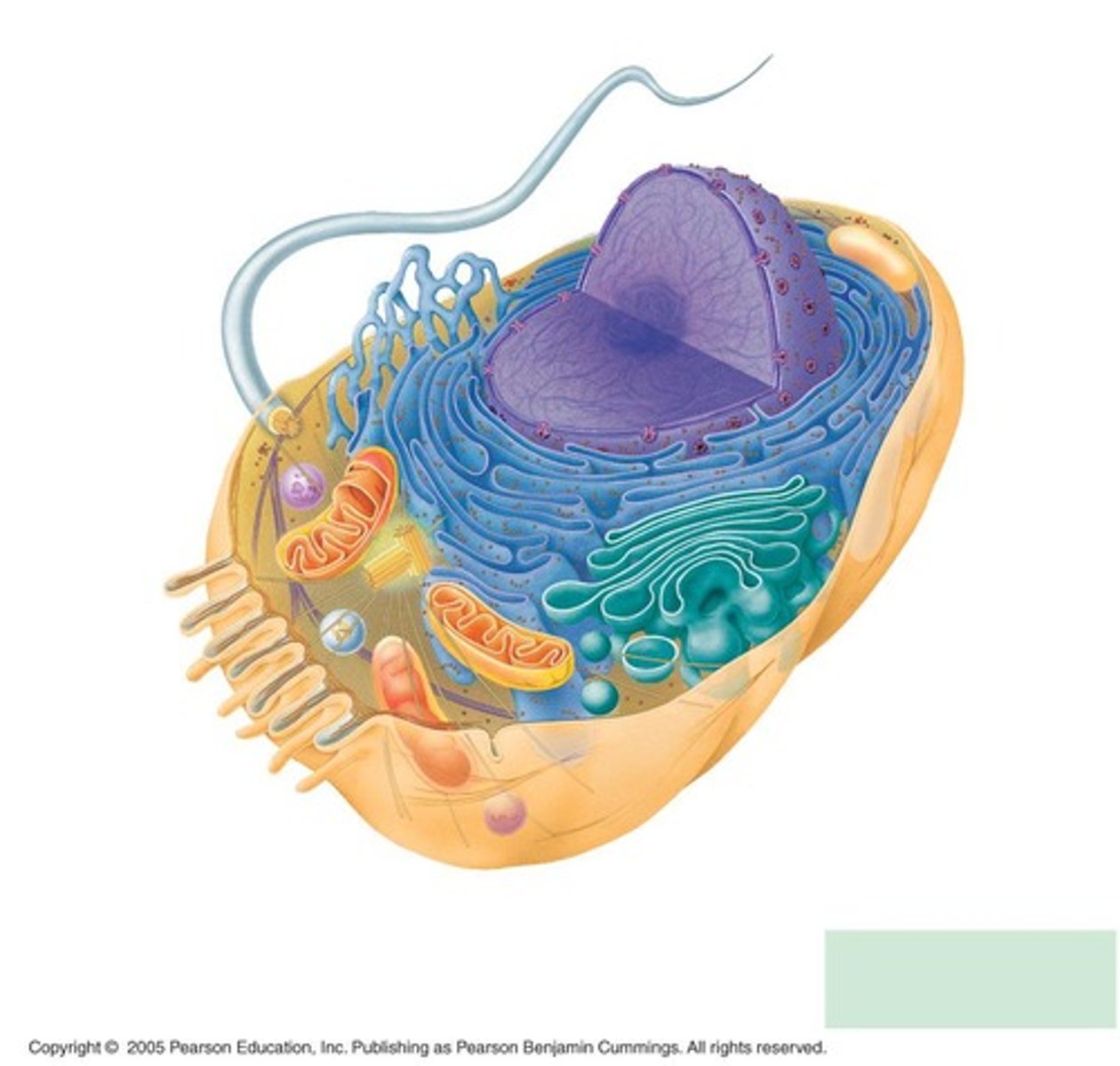 <p>The nucleus encloses DNA within a double membrane called the nuclear envelope, dividing the cell into cytoplasm and nucleoplasm.</p>