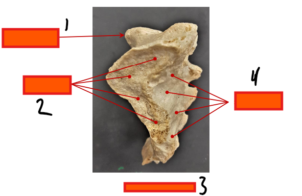<p>What structure is this?</p>