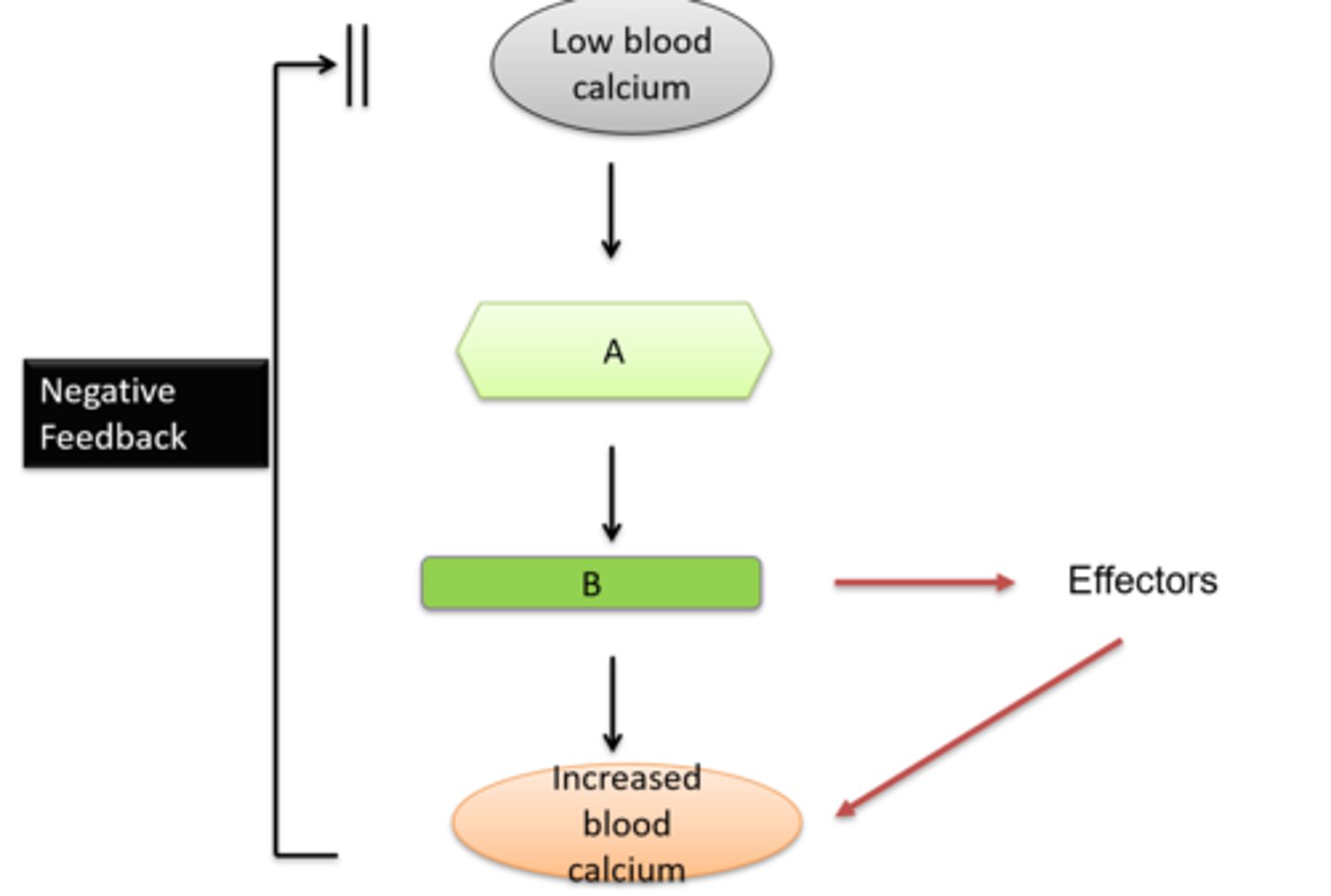 <p>Fill in the blanks of this flow diagram depicting how the parathyroid gland responds to low blood calcium</p>