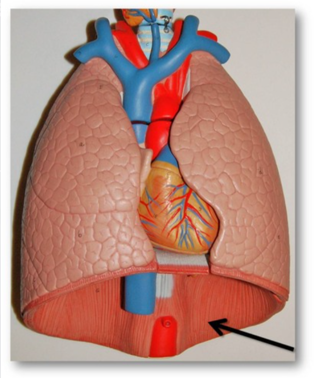 The muscle that separates the thoracic cavity from the abdominal cavity and plays a major role in breathing.