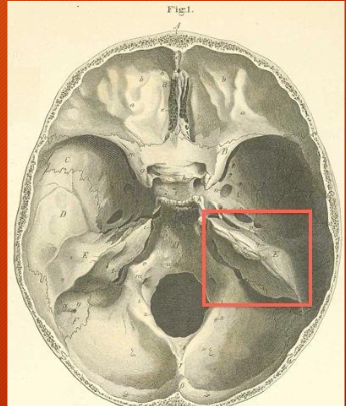 <p>Floor of the cranium, very hard, thick, protective, surrounds the inner ear (balance and hearing)</p>