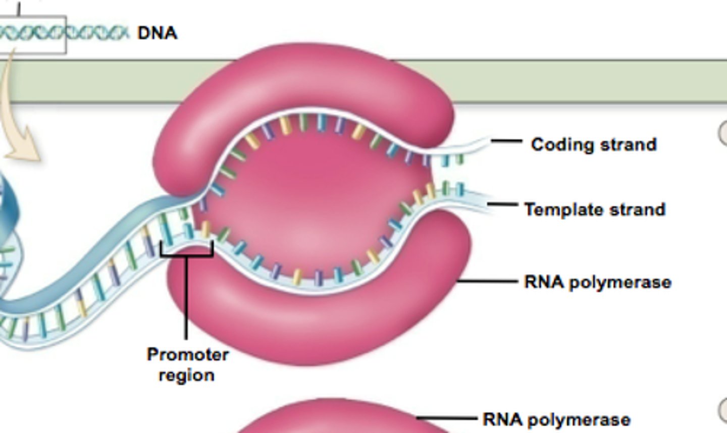 <p>RNA polymerase attaches to the promoter region on the DNA and begins to unzip the DNA into two strands.</p>
