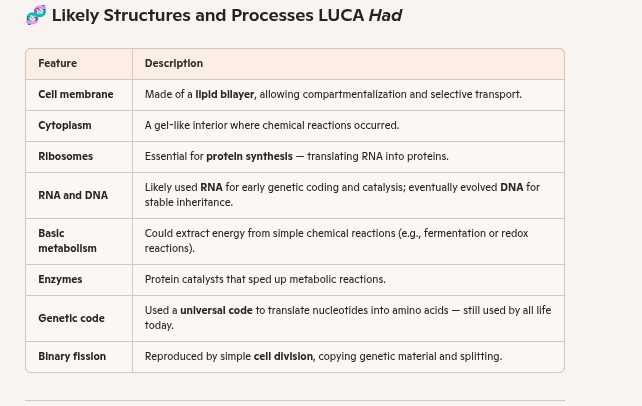 <p>The <strong>first cells on Earth</strong> — often referred to as <strong>LUCA</strong> (Last Universal Common Ancestor) — were simple, microscopic life forms that emerged over 3.5 billion years ago. They represent the <strong>shared ancestor</strong> of all modern cells, from bacteria to human neurons. Here's a detailed look at what they likely <strong>had</strong> and <strong>did not have</strong>, based on evolutionary biology and molecular evidence:</p><div data-type="horizontalRule"><hr></div><p> <span data-name="dna" data-type="emoji">🧬</span> Likely Structures and Processes LUCA <em>Had</em></p><table style="min-width: 50px;"><colgroup><col style="min-width: 25px;"><col style="min-width: 25px;"></colgroup><tbody><tr><th colspan="1" rowspan="1"><p><strong>Feature</strong></p></th><th colspan="1" rowspan="1"><p><strong>Description</strong></p></th></tr><tr><td colspan="1" rowspan="1"><p><strong>Cell membrane</strong></p></td><td colspan="1" rowspan="1"><p>Made of a <strong>lipid bilayer</strong>, allowing compartmentalization and selective transport.</p></td></tr><tr><td colspan="1" rowspan="1"><p><strong>Cytoplasm</strong></p></td><td colspan="1" rowspan="1"><p>A gel-like interior where chemical reactions occurred.</p></td></tr><tr><td colspan="1" rowspan="1"><p><strong>Ribosomes</strong></p></td><td colspan="1" rowspan="1"><p>Essential for <strong>protein synthesis</strong> — translating RNA into proteins.</p></td></tr><tr><td colspan="1" rowspan="1"><p><strong>RNA and DNA</strong></p></td><td colspan="1" rowspan="1"><p>Likely used <strong>RNA</strong> for early genetic coding and catalysis; eventually evolved <strong>DNA</strong> for stable inheritance.</p></td></tr><tr><td colspan="1" rowspan="1"><p><strong>Basic metabolism</strong></p></td><td colspan="1" rowspan="1"><p>Could extract energy from simple chemical reactions (e.g., fermentation or redox reactions).</p></td></tr><tr><td colspan="1" rowspan="1"><p><strong>Enzymes</strong></p></td><td colspan="1" rowspan="1"><p>Protein catalysts that sped up metabolic reactions.</p></td></tr><tr><td colspan="1" rowspan="1"><p><strong>Genetic code</strong></p></td><td colspan="1" rowspan="1"><p>Used a <strong>universal code</strong> to translate nucleotides into amino acids — still used by all life today.</p></td></tr><tr><td colspan="1" rowspan="1"><p><strong>Binary fission</strong></p></td><td colspan="1" rowspan="1"><p>Reproduced by simple <strong>cell division</strong>, copying genetic material and splitting.</p></td></tr></tbody></table><div data-type="horizontalRule"><hr></div><p> <span data-name="no_entry_sign" data-type="emoji">🚫</span> Structures and Processes LUCA <em>Did Not Have</em></p><table style="min-width: 50px;"><colgroup><col style="min-width: 25px;"><col style="min-width: 25px;"></colgroup><tbody><tr><th colspan="1" rowspan="1"><p><strong>Feature</strong></p></th><th colspan="1" rowspan="1"><p><strong>Why It Was Absent</strong></p></th></tr><tr><td colspan="1" rowspan="1"><p><strong>Nucleus</strong></p></td><td colspan="1" rowspan="1"><p>LUCA was <strong>prokaryotic</strong>, so DNA floated freely in the cytoplasm.</p></td></tr><tr><td colspan="1" rowspan="1"><p><strong>Membrane-bound organelles</strong></p></td><td colspan="1" rowspan="1"><p>No mitochondria, chloroplasts, ER, or Golgi — these evolved later in <strong>eukaryotes</strong>.</p></td></tr><tr><td colspan="1" rowspan="1"><p><strong>Complex multicellularity</strong></p></td><td colspan="1" rowspan="1"><p>LUCA was a <strong>single-celled organism</strong>.</p></td></tr><tr><td colspan="1" rowspan="1"><p><strong>Photosynthesis</strong></p></td><td colspan="1" rowspan="1"><p>Likely absent or primitive — early cells relied on <strong>chemical energy</strong>, not sunlight.</p></td></tr><tr><td colspan="1" rowspan="1"><p><strong>Oxygen-based respiration</strong></p></td><td colspan="1" rowspan="1"><p>Earth’s atmosphere lacked oxygen; LUCA used <strong>anaerobic metabolism</strong>.</p></td></tr></tbody></table><div data-type="horizontalRule"><hr></div><p> <span data-name="earth_africa" data-type="emoji">🌍</span> Why LUCA Matters </p><ul><li><p>LUCA is the <strong>starting point</strong> for all cellular life — its core features are <strong>preserved</strong> in every living organism today.</p></li><li><p>Studying LUCA helps scientists understand how life <strong>evolved from chemistry to biology</strong>, and how complex cells (eukaryotes) later emerged through processes like <strong>endosymbiosis</strong>.</p></li></ul><div data-type="horizontalRule"><hr></div><p>Would you like to explore how LUCA connects to archaea, bacteria, and the rise of eukaryotes? Or how scientists reconstruct LUCA’s genome using modern bioinformatics? I’d love to dive deeper!</p>