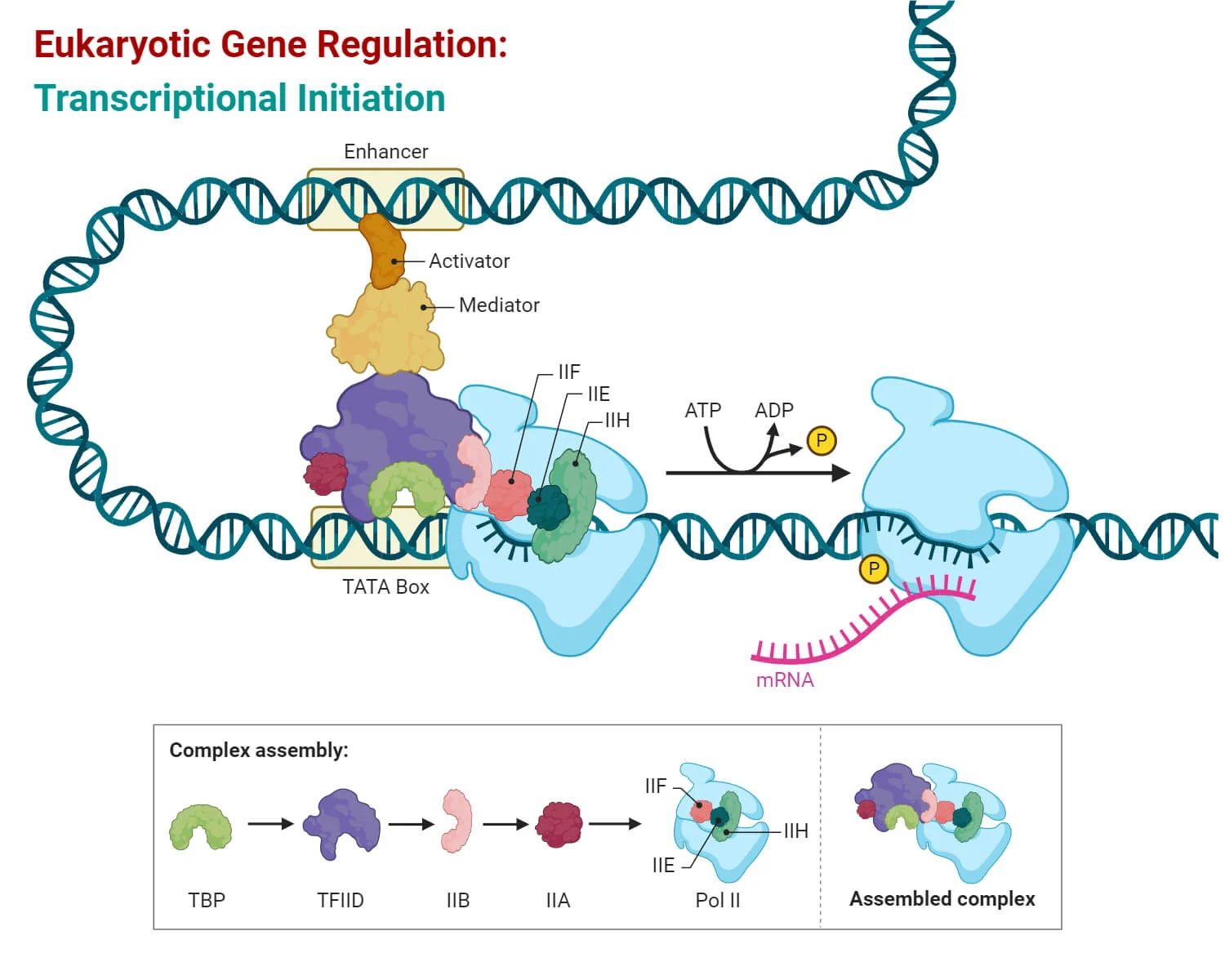 <p><strong>Eukaryotic RNA Polymerases</strong> </p><ul><li><p><strong>RNA Polymerase I (RNAP I):</strong> makes <em>most rRNA</em>.</p></li><li><p><strong>RNA Polymerase II (RNAP II):</strong> makes <em>most mRNA</em>.</p></li><li><p><strong>RNA Polymerase III (RNAP III):</strong> makes <em>tRNA</em> and <em>some rRNA</em>.</p></li></ul><p> </p><p> <strong>Structure of RNA Polymerase II</strong> </p><ul><li><p>Composed of <strong>multiple subunits</strong>:</p><ul><li><p><strong>Core subunits</strong> include versions similar to bacterial <strong>β, β', 2×α, and ω</strong>.</p></li><li><p><strong>Common subunits</strong>: shared across RNAP I, II, and III. Their exact functions are mostly unknown (mutants are lethal, so hard to study).</p></li><li><p><strong>Non-essential subunits</strong>: can be deleted without killing the cell, but the cells become <em>very sick</em> (impaired function).</p></li></ul></li></ul><p></p>