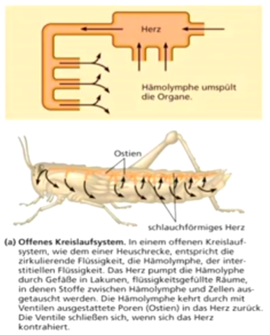 Körperflüssigkeit verlässt das Gefäßsystem und umströmt Organe direkt; Stoffe direkt mit Zellen ausgetauscht.

zum Beispiel: Arthropoden