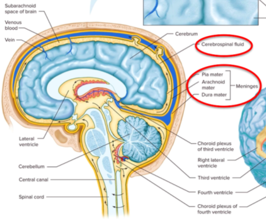 <p>Meninges </p>