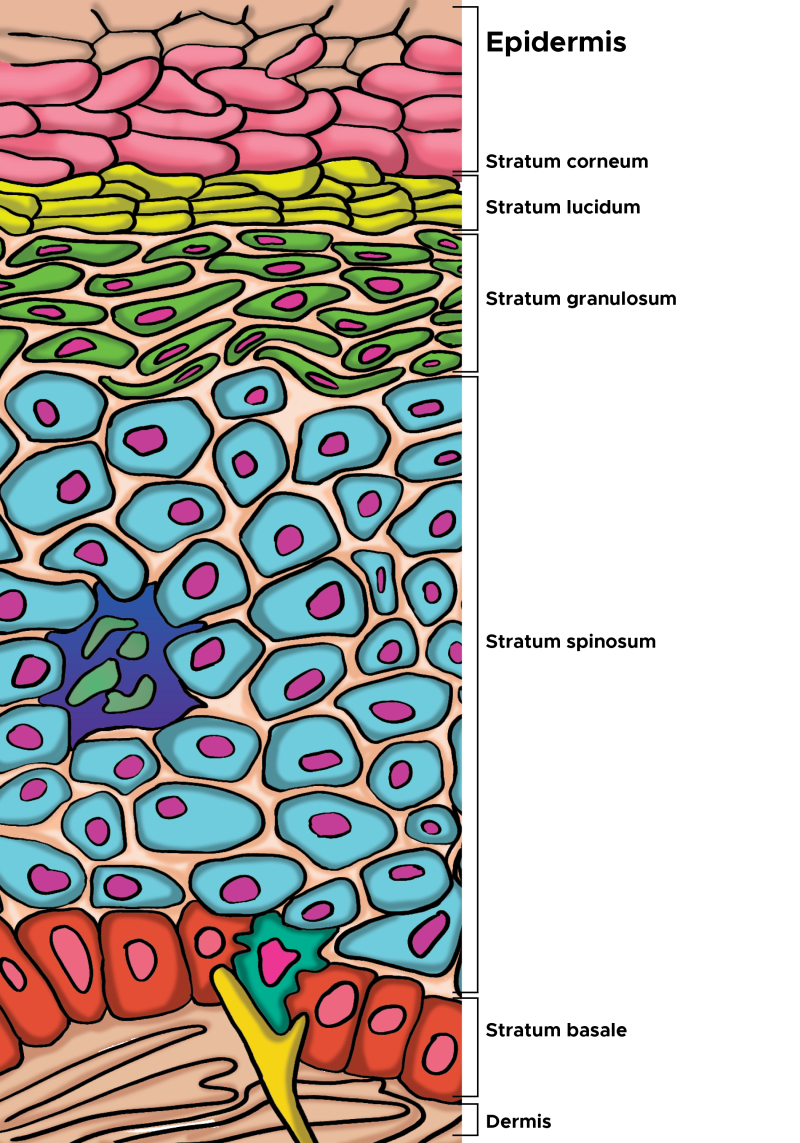 <p>stratum spinosum </p>