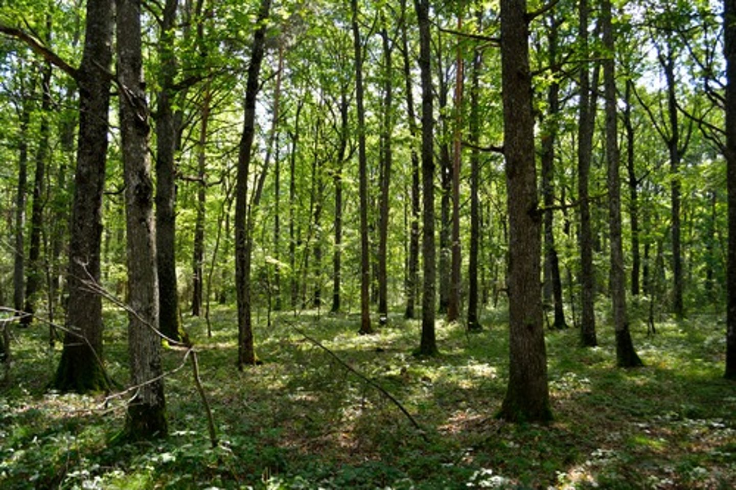 <p>common in lowland areas (below 1,000 feet) in permeable parent materials<br><br>... the most common vegetation types are deciduous woodland and grassland</p>