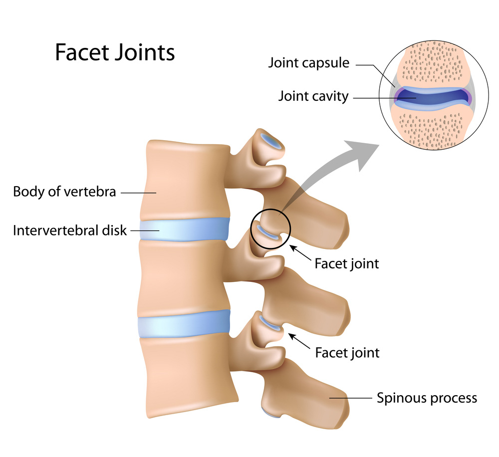 <p><span>small, paired, synovial joints located on the back of each vertebra in your spine that connect the bones together</span></p>