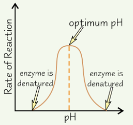 <ul><li><p>Enzymes have <strong>optimum pH</strong></p></li><li><p>Above and below <strong>optimum</strong>, H<span>⁺</span> and OH<span>⁻</span> ions in acids and alkalis damage <strong>ionic bonds</strong> + <strong>H bonds</strong> holding enzyme’s tertiary structure in place</p><ul><li><p>→ <strong>active site changes shape</strong></p></li><li><p>→ enzyme <strong>denatured</strong></p></li></ul></li></ul><p></p>