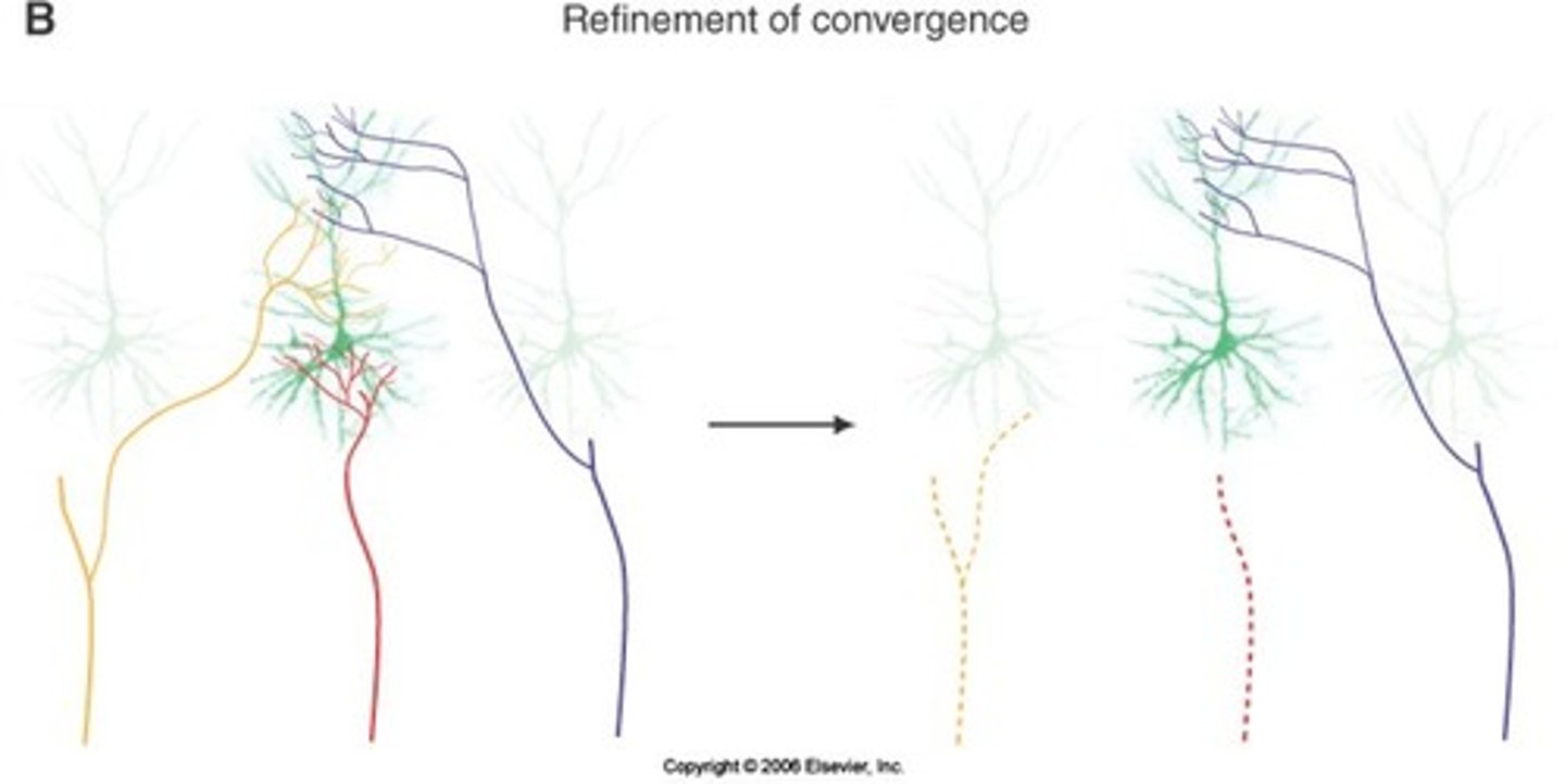 <p>less presynaptic inputs in adulthood</p>