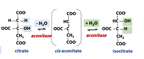 <p>What is the rxn type in <strong>isomerization</strong> (rxn in TCA)? </p>
