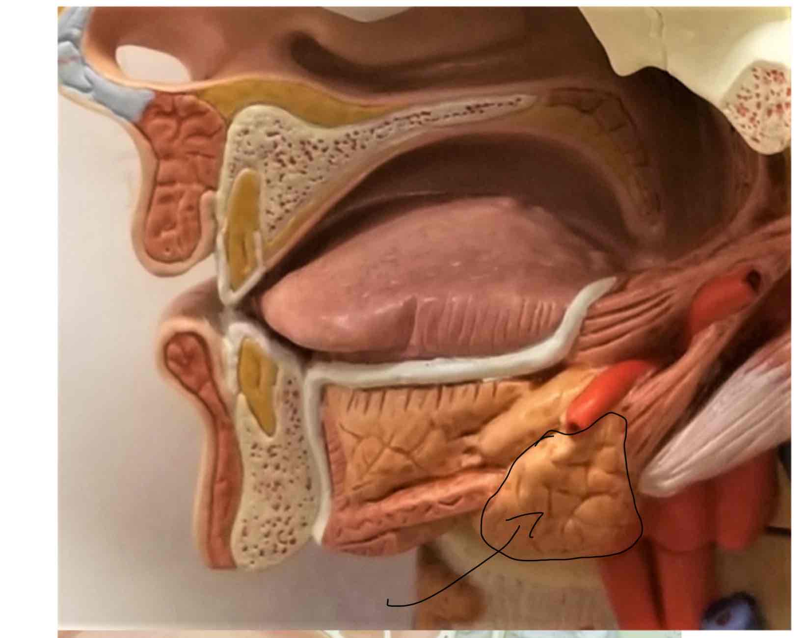 <p>Submandibular gland</p>