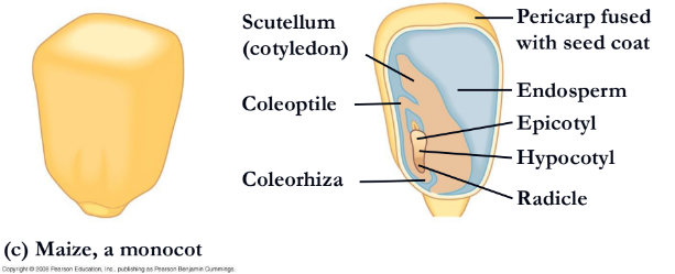 <p>What is it a(n) eudicot or monocot?</p>