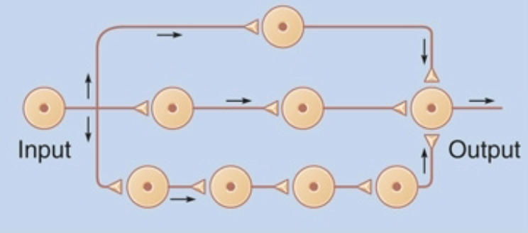 <p>input neuron diverges to stimulate several chains of neurons</p><p>-each chain has a different number of synapses, but they all reconverge on the same output neuron</p>