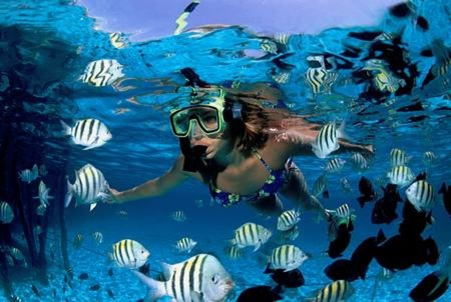 <p>to dive</p>