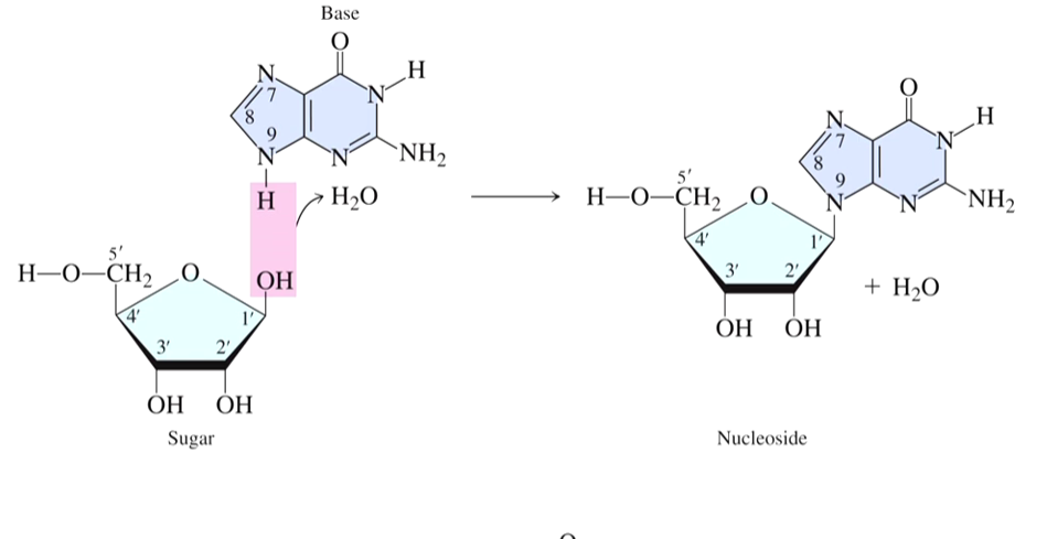 <p>A molecule that only has a sugar and a base that are bonded together </p><ul><li><p>The base is always attached to carbon 1 on the sugar </p></li></ul><p></p>