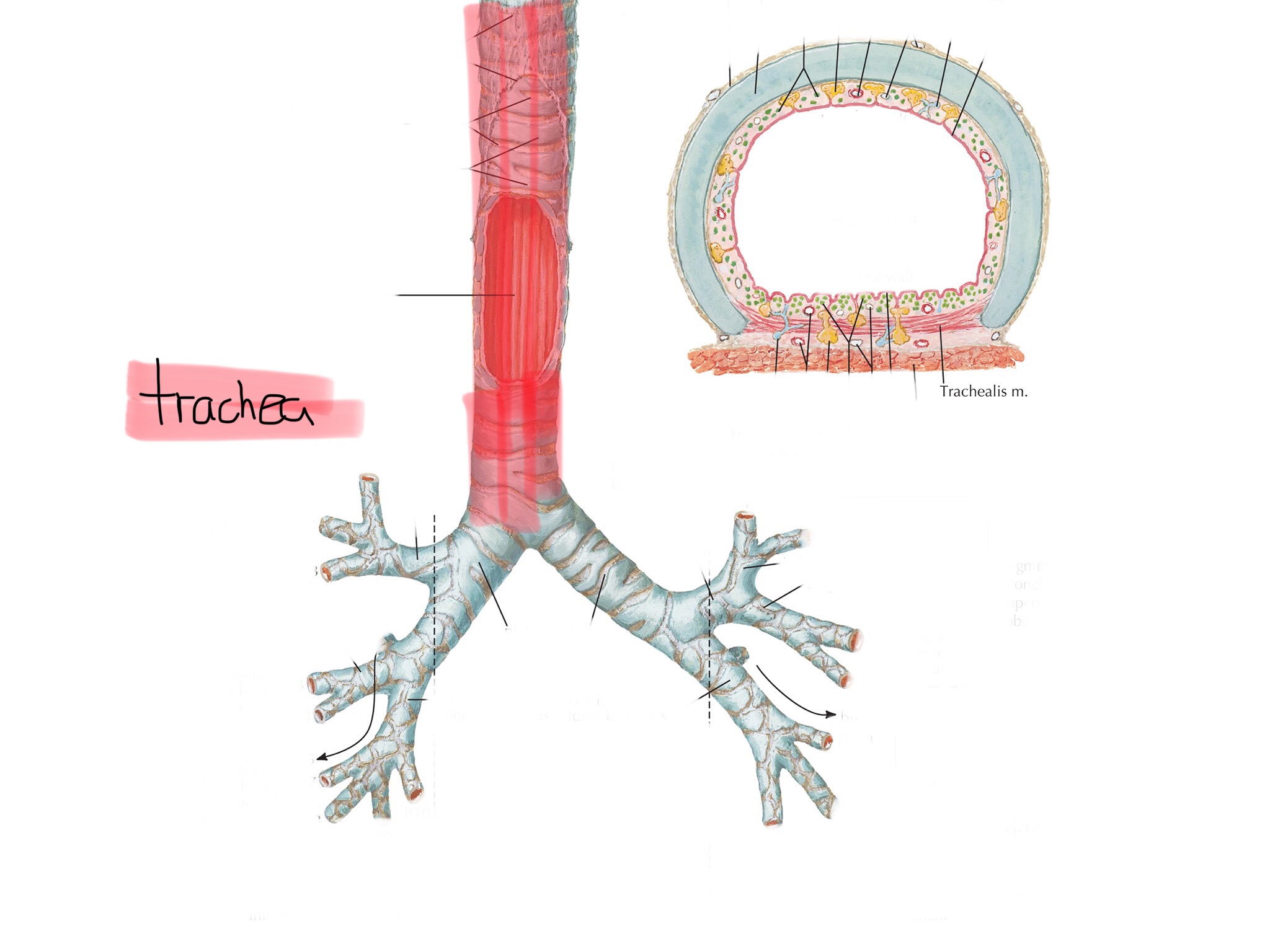 knowt flashcard image