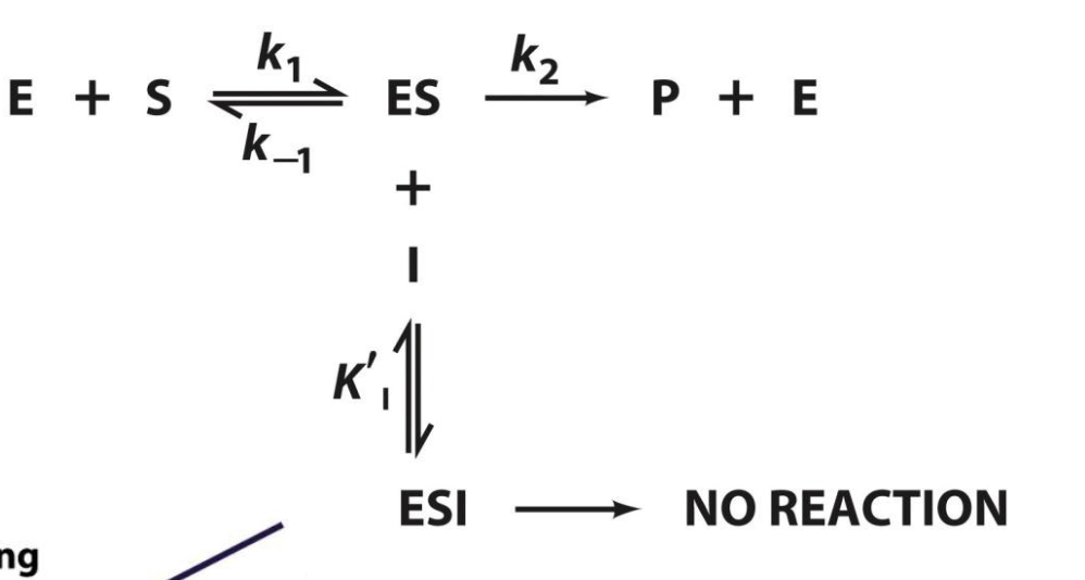 <p>The binding of uncompetitive inhibitor, which need not resemble substrate, presumably distorts the active site, thereby rendering the enzyme catalytically inactive.</p>