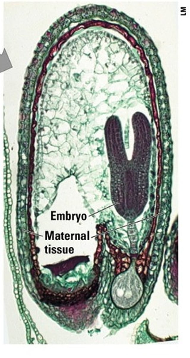 <p>Seed coat- gives enhanced survivability</p><p>Food source - (endosperm in angiosperms) tissue from parent (gameophyte) when developing into an embryo</p><p>Tissue generations:</p><p>1. Sporophyte (seed coat)</p><p>2. Gametophyte (food source)</p><p>3. New sporophyte (embryo)</p>