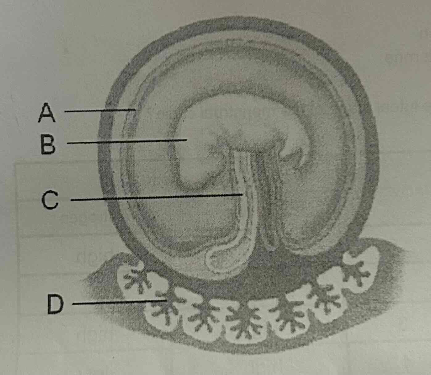 <p>In the diagram, which structure is the site of metabolic exchange between the fetus and its mother? <br>A.<br>B.<br>C.<br>D.</p>