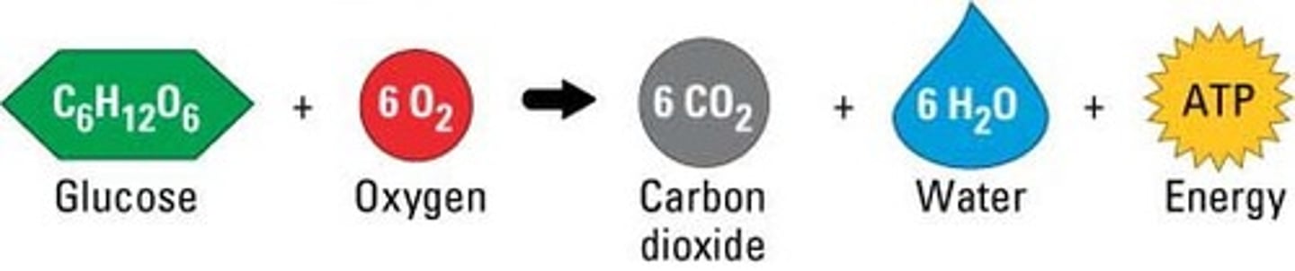 <p>Glucose + oxygen -&gt; carbon dioxide + water (+energy)</p>