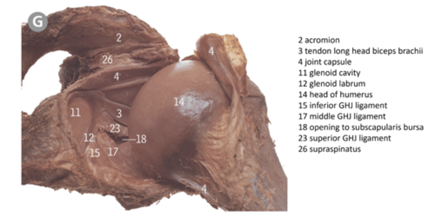 <p>GHJ ligaments</p>