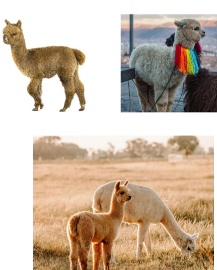 <p>Alpaca (Vicugna pacos) </p>