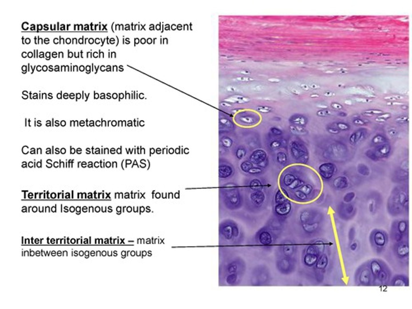 <p>What is the capsular matrix in cartilage ECM?</p>