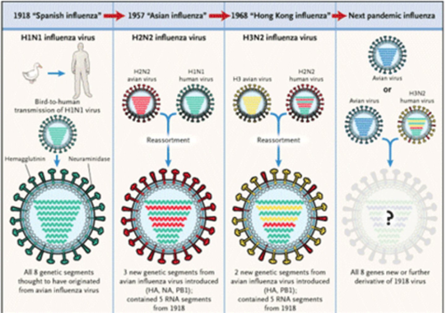 <p>The virus mutates so our immune system will only recognize previous flu strains.</p>