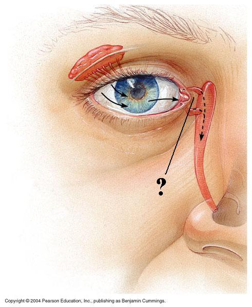<p>Identify the indicated structure</p>