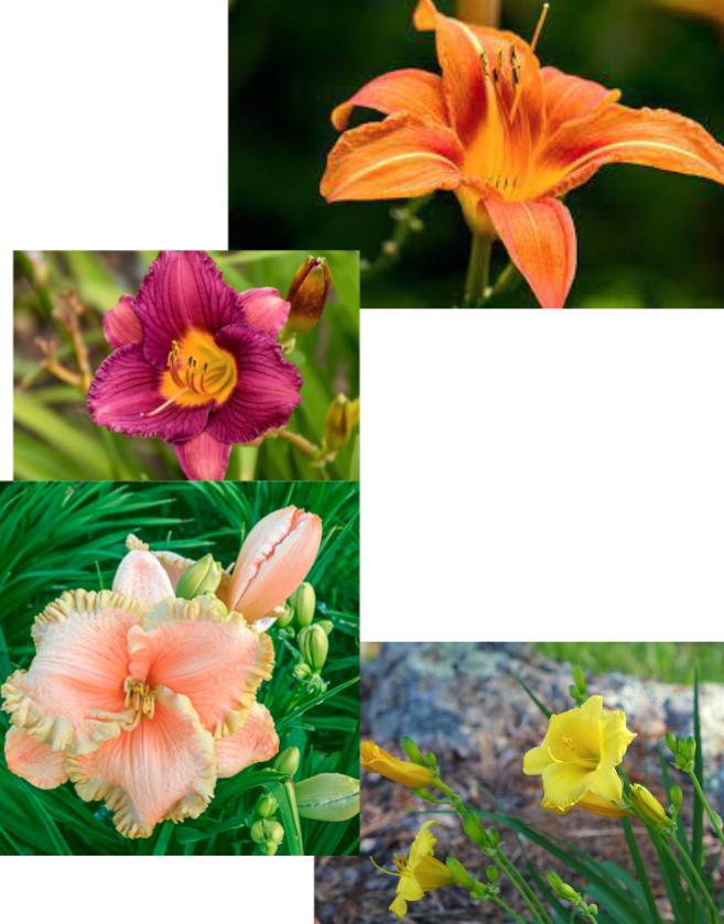 <p>Sun</p><p>Fall bloom</p><p>Cottage and pollinator garden</p>