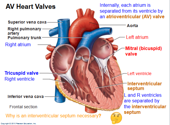 <p>What are the AV valves? </p>