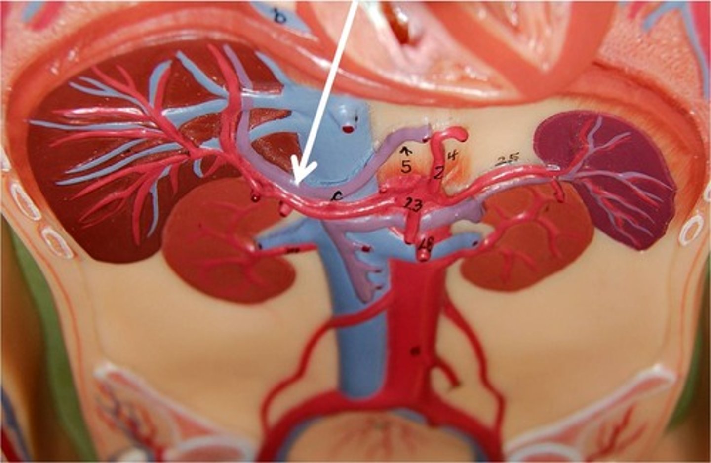 <p>Area drained: Digestive tract, esophagus, spleen, pancreas, and gallbladder</p><p>Drains into: Liver</p><p>Relationship: Formed by the superior mesenteric, inferior mesenteric, and splenic veins. Passes behind the pancreas to enter the inferior side of the liver</p>
