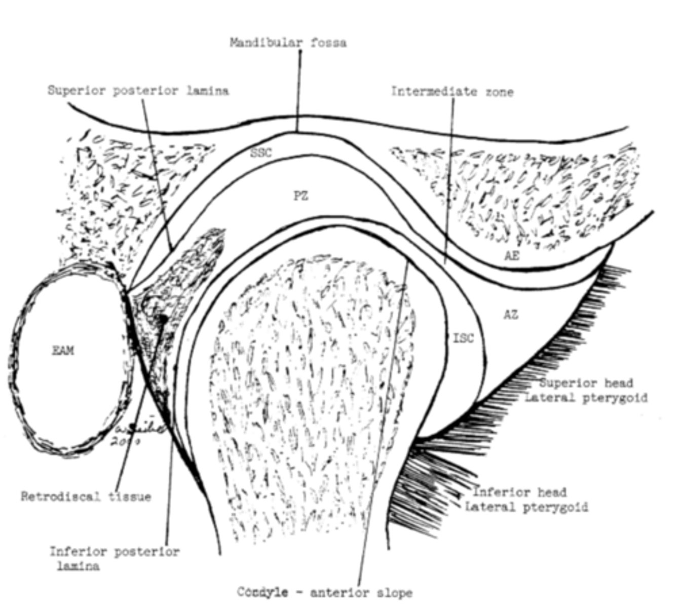 <p>What movement happens at the inferior joint space?</p>