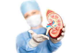 <p><strong>Following kidney transplantation, the patient is prescribed maintenance immunosuppressive therapy consisting of prednisone, azathioprine, and cyclosporine. Educating the patient about long-term maintenance on immunosuppressive therapy should include discussion of side effects that may include: (Select all that apply).</strong></p><p>A) cardiovascular complications.</p><p>B) increased risk of developing cancer.</p><p>C) nephrotoxicity of a newly transplanted kidney.</p><p>D) development of moon face and buffalo hump.</p><p>E) ringing or buzzing of the ears.</p>