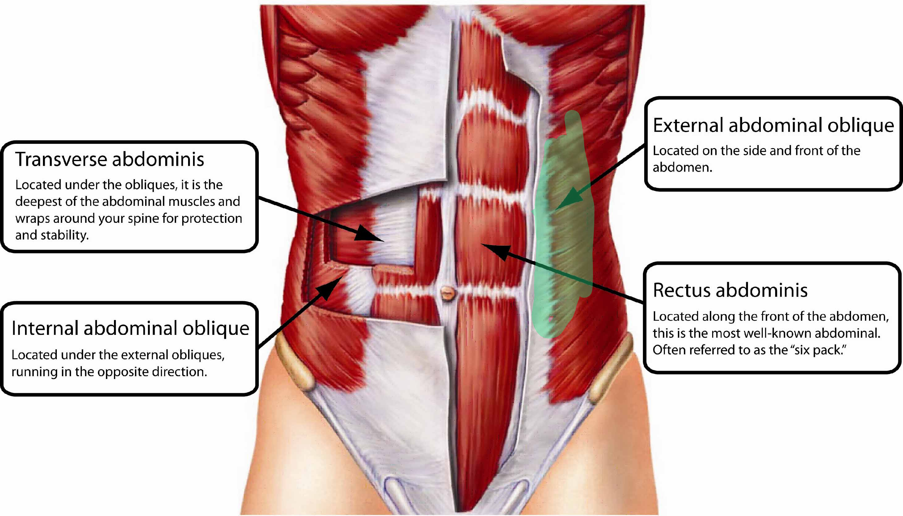 <p>origin: last 8 ribs <br>insertion: pubic crest <br>action: aid muscles in back in trunk rotation</p>