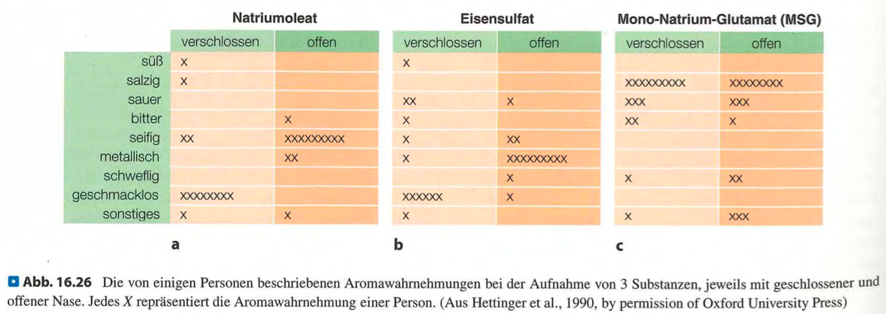 <p><span data-name="check_mark_button" data-type="emoji">✅</span> <strong>Kurzversion:</strong><br><strong>Aromen entstehen durch das Zusammenspiel von Geschmack (Zunge)</strong> und <strong>Geruch (retronasal über den Rachen zur Nase)</strong>. Obwohl wir Aromen im Mund zu erleben glauben, stammen sie größtenteils aus der Nase – ein Effekt, der durch <strong>"oral capture"</strong> entsteht.</p><div data-type="horizontalRule"><hr></div><p class=""><span data-name="brain" data-type="emoji">🧠</span> <strong>Langversion:</strong></p><ul><li><p class=""><strong>Aromawahrnehmung</strong> basiert auf:</p><ul><li><p class=""><strong>Geschmack</strong>: Chemische Reize aktivieren <strong>Geschmacksrezeptoren</strong> auf der Zunge (süss, sauer, salzig, bitter, umami).</p></li><li><p class=""><strong>Geruch</strong>: Flüchtige Moleküle erreichen beim Kauen <strong>retronasal</strong> (über den Rachen) die <strong>Riechschleimhaut</strong>.</p></li></ul></li></ul><p class=""></p><ul><li><p class=""><strong>Wird die Nase zugehalten oder ist sie verstopft</strong> (z. B. bei Erkältung), gelangen weniger Aromastoffe zur Riechschleimhaut → Aromen wirken „weg“.</p></li><li><p class="">Obwohl Aromen als <strong>"Geschmack im Mund"</strong> empfunden werden, handelt es sich um eine <strong>Illusion</strong>:</p><ul><li><p class="">Die <strong>Aufmerksamkeit wird durch taktile Reize (Druck, Temperatur)</strong> auf den Mund gelenkt = <strong>oral capture</strong>.</p></li></ul></li></ul><p class=""></p><ul><li><p class=""><strong>Belege durch Studien:</strong></p><ul><li><p class=""><strong>Natriumoleat oder Eisensulfat</strong> wirken bei geschlossener Nase <strong>geschmacklos</strong> → Geruch entscheidend.</p></li><li><p class=""><strong>Mononatriumglutamat (MSG)</strong> bleibt <strong>schmeckbar</strong>, da es stark auf den Geschmackssinn wirkt.</p></li></ul></li></ul><p class=""></p><ul><li><p class="">Fazit: <strong>Geruch ist der Hauptverantwortliche für Aromen</strong>, auch wenn wir sie vermeintlich im Mund verorten.</p></li></ul><p></p>