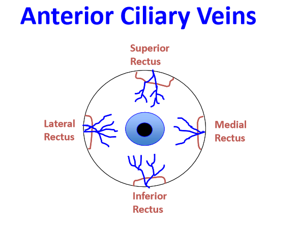 <p>Muscular veins to Superior/Inferior Ophthalmic Vein (depending if superior/inferior muscular veins)</p>