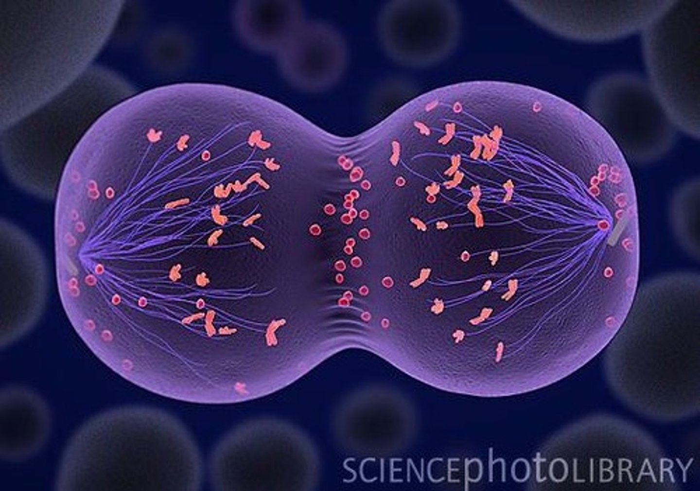 <p>A cell plate.</p>
