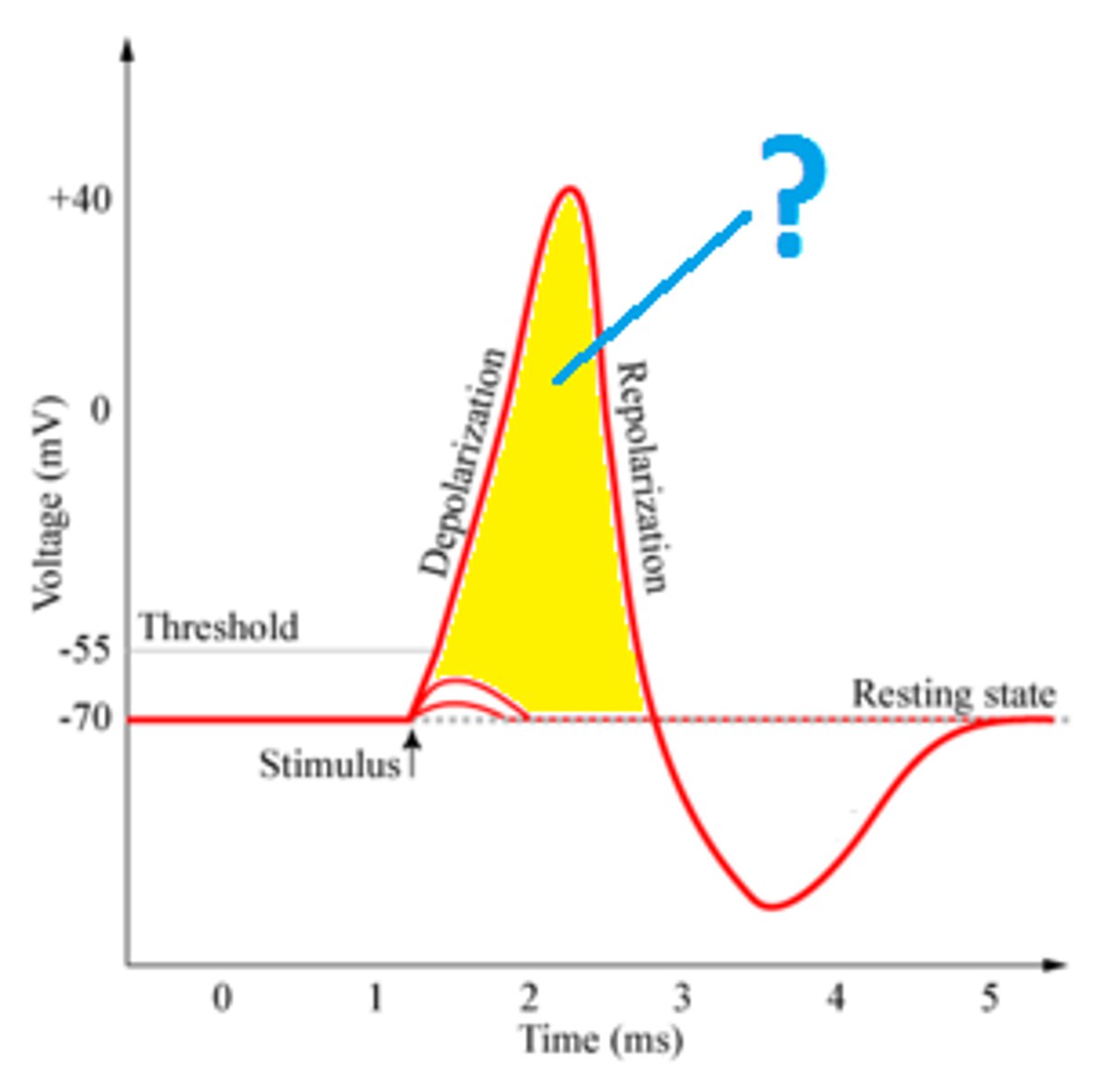 <p>the change in electrical potential associated with the passage of an impulse along the membrane of a muscle cell or nerve cell.</p>