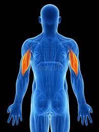 Origin: scapula, posterior humerus

Insertion: Olcrenon process of ulna

Action: Extends and adducts arm at boulder; extends arm at elbow