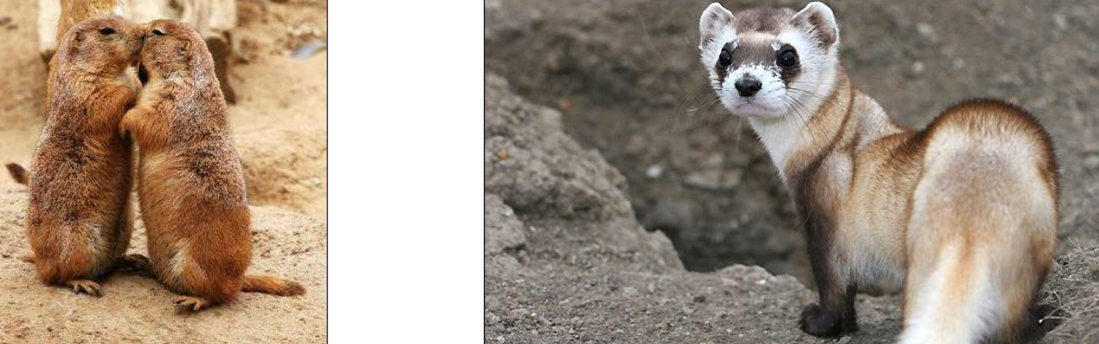 <ol><li><p>Prairie dogs</p></li><li><p>Black-footed ferrets (predator of Prairie dogs)</p></li></ol><p></p><p>Black-footed ferrets almost went extinct</p>