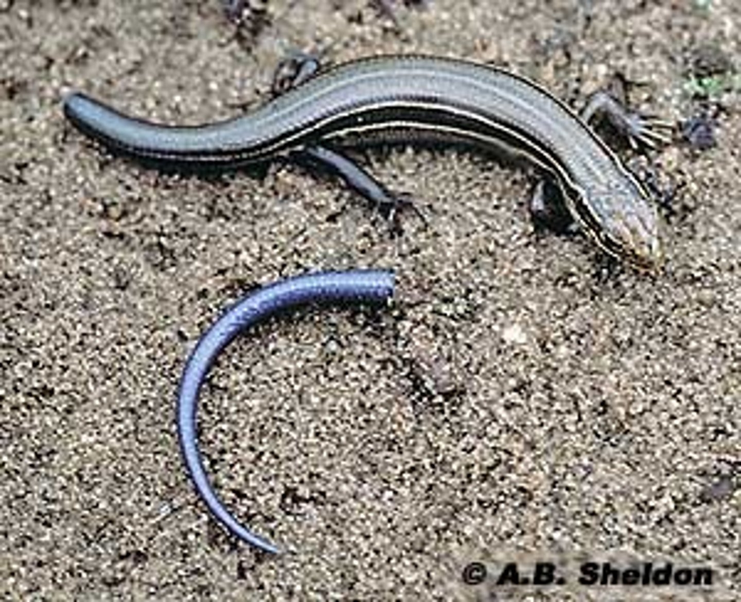 <p>the ability of an animal to detach its tail or other body part and survive</p>